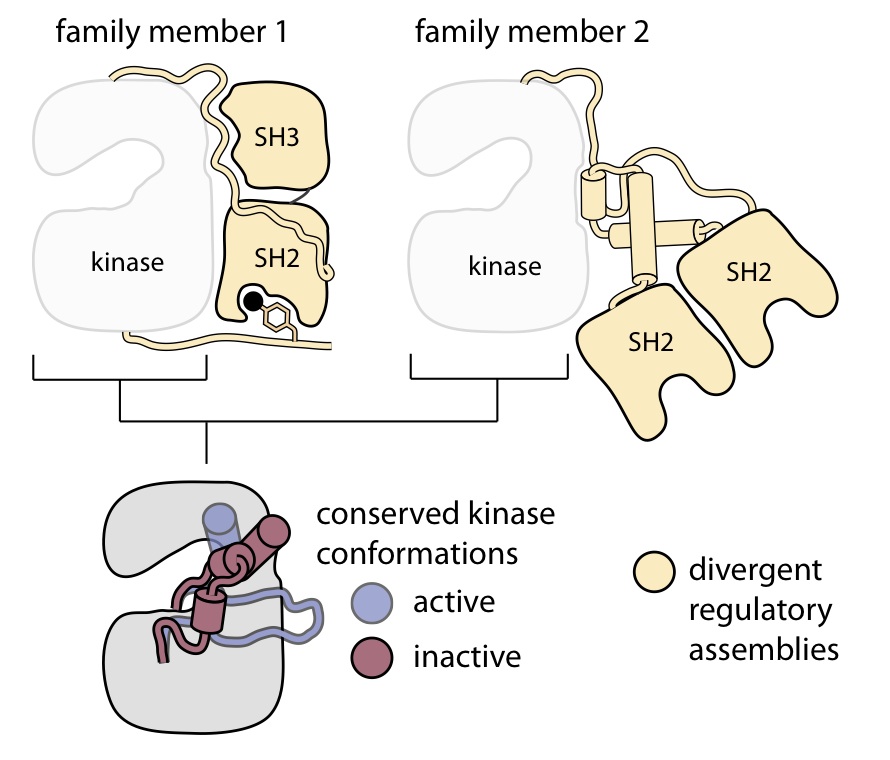 framework protein scaffold framework protein scaffold